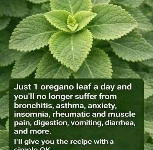 Oregano Leaf Herbal Tea